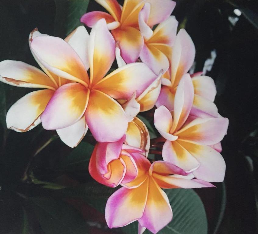Hanalei Gardens Мае-Нам Екстер'єр фото